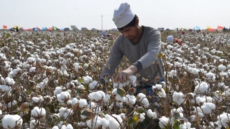 Quy trình sản xuất chất liệu vải cotton như thế nào